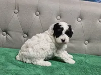 mia, a female Poodle - Miniature  for sale in Boaz, AL – 6 of 9