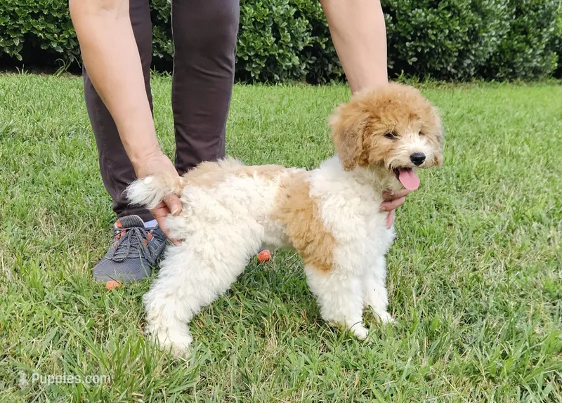 yumy – Poodle - Miniature  puppy for sale in Boaz, AL