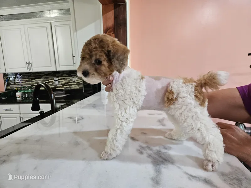 yumy – Poodle - Miniature  puppy for sale in Boaz, AL