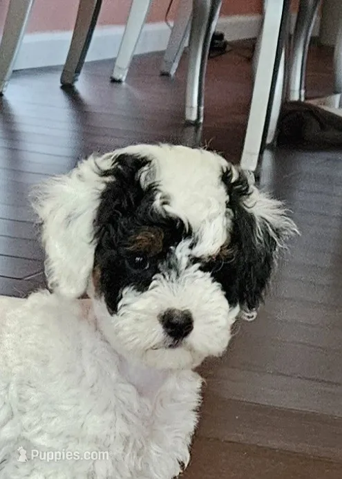 mia – Poodle - Miniature  puppy for sale in Boaz, AL