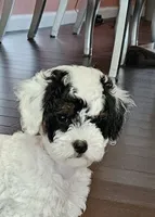 mia, a female Poodle - Miniature  for sale in Boaz, AL – 1 of 8