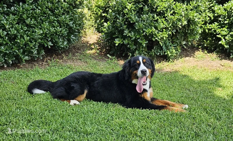 kuma – Bernese Mountain Dog puppy for sale in Boaz, AL