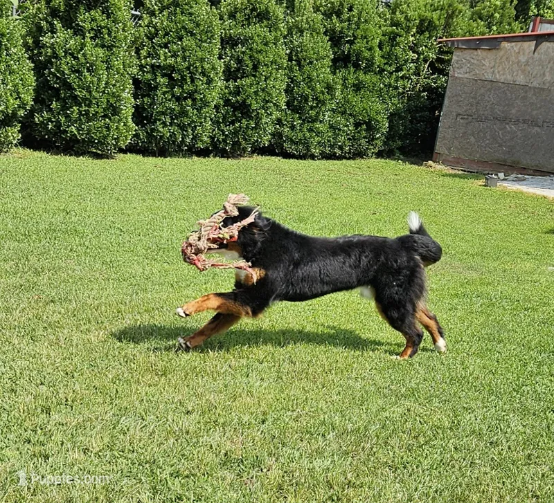 kuma – Bernese Mountain Dog puppy for sale in Boaz, AL