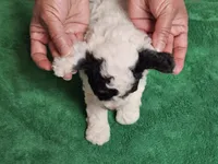 mia, a female Poodle - Miniature  for sale in Boaz, AL – 7 of 9