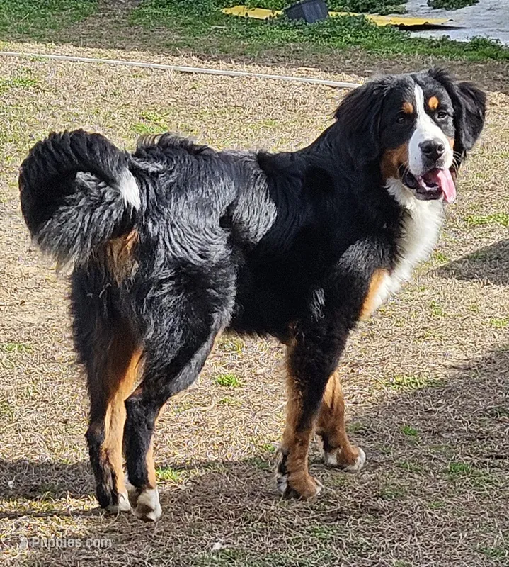kuma – Bernese Mountain Dog puppy for sale in Boaz, AL