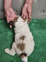 niko, a male Poodle - Miniature  for sale in Boaz, AL – 7 of 9