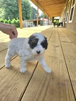 mia, a female Poodle - Miniature  for sale in Boaz, AL – 3 of 9