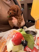 Hugo, a male Poodle - Toy  for sale in Sunnyvale, CA – 5 of 10