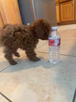 Hugo, a male Poodle - Toy  for sale in Sunnyvale, CA – 8 of 10