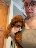 Hugo, a male Poodle - Toy  for sale in Sunnyvale, CA – 3 of 10
