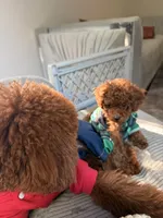 Hugo, a male Poodle - Toy  for sale in Sunnyvale, CA – 9 of 10