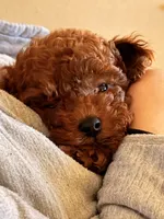 Hugo, a male Poodle - Toy  for sale in Sunnyvale, CA – 10 of 10