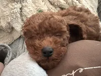 Hugo, a male Poodle - Toy  for sale in Sunnyvale, CA – 7 of 10
