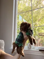 Hugo, a male Poodle - Toy  for sale in Sunnyvale, CA – 6 of 10