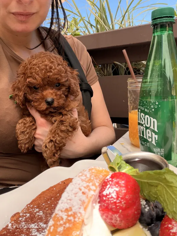 Hugo – Poodle - Toy  puppy for sale in Sunnyvale, CA