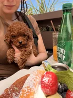 Hugo, a male Poodle - Toy  for sale in Sunnyvale, CA – 1 of 10