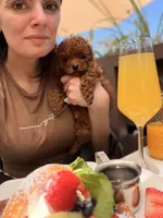 Hugo, a male Poodle - Toy  for sale in Sunnyvale, CA – 4 of 10