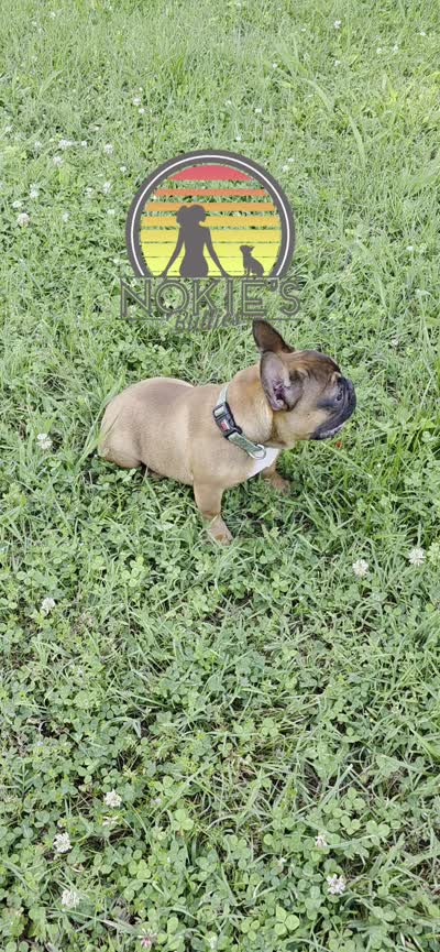 Tax 💸 (Red Sable), a male French Bulldog for sale in Springfield, MO – 9 of 9