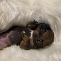 T Man  💸Red Sable, a male French Bulldog for sale in Springfield, MO – Photo 4 of 6