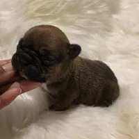 T Man  💸Red Sable, a male French Bulldog for sale in Springfield, MO – Photo 3 of 6