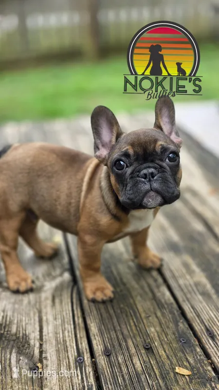 T Man💸Red Sable – French Bulldog puppy for sale in Springfield, MO