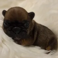 T Man  💸Red Sable, a male French Bulldog for sale in Springfield, MO – Photo 5 of 6