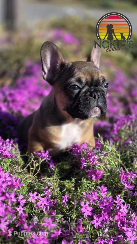 T Man  💸Red Sable – French Bulldog puppy for sale in Springfield, MO