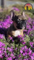 T Man  💸Red Sable, a male French Bulldog for sale in Springfield, MO – Photo 1 of 6