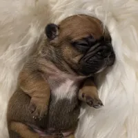 G Man 💰Red Sable, a male French Bulldog for sale in Springfield, MO – Photo 4 of 5