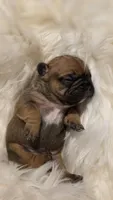 Gains, a male French Bulldog for sale in Springfield, MO – Photo 2 of 4
