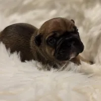 G Man 💰Red Sable, a male French Bulldog for sale in Springfield, MO – Photo 2 of 5