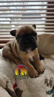 Gains (Red Sable), a male French Bulldog for sale in Springfield, MO – Photo 1 of 5