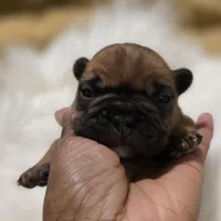 G Man 💰Red Sable, a male French Bulldog for sale in Springfield, MO – Photo 3 of 5