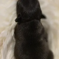 Penny, a female French Bulldog for sale in Springfield, MO – Photo 3 of 4