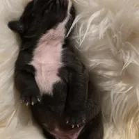 Penny, a female French Bulldog for sale in Springfield, MO – Photo 2 of 4