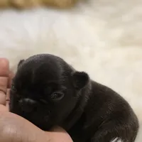 Penny, a female French Bulldog for sale in Springfield, MO – Photo 1 of 4