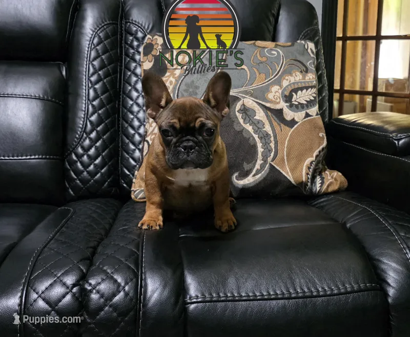 Tax 💸(Red Sable) – French Bulldog puppy for sale in Springfield, MO