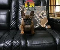Tax 💸 (Red Sable), a male French Bulldog for sale in Springfield, MO – 1 of 9