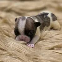 Bonus Bucks, a male French Bulldog for sale in Springfield, MO – 1 of 4