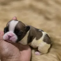 Bonus Bucks, a male French Bulldog for sale in Springfield, MO – 4 of 4