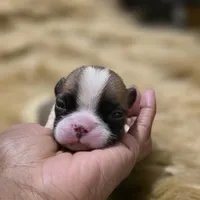 Bonus Bucks, a male French Bulldog for sale in Springfield, MO – 3 of 4