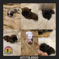 Bonus Bucks, a male French Bulldog for sale in Springfield, MO – 2 of 4