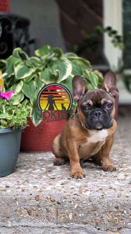Tax  💸 (Red Sable) – French Bulldog puppy for sale in Springfield, MO