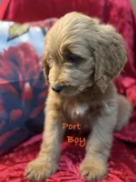 Port, a male Goldendoodle for sale in Rockville, MN – Photo 4 of 7