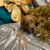 Port, a male Goldendoodle for sale in Rockville, MN – Photo 7 of 7