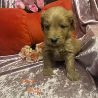 Port, a male Goldendoodle for sale in Rockville, MN – Photo 6 of 7