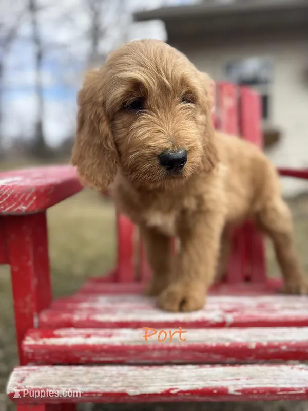 Port – Goldendoodle puppy for sale in Rockville, MN