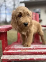 Port, a male Goldendoodle for sale in Rockville, MN – Photo 1 of 7