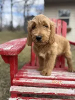 Port, a male Goldendoodle for sale in Rockville, MN – Photo 2 of 7