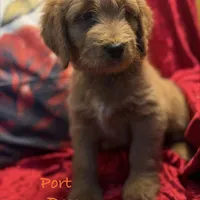 Port, a male Goldendoodle for sale in Rockville, MN – Photo 3 of 7